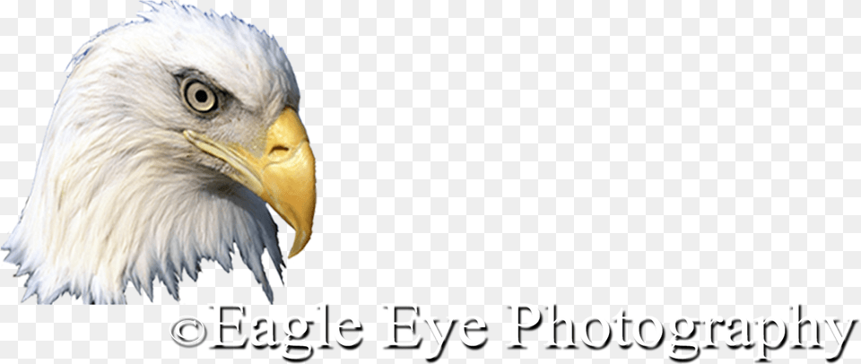 Eagle Eye Eagle 11a Shower Curtain, Animal, Beak, Bird, Bald Eagle Free Png Download