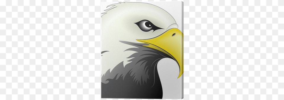 Eagle Face, Animal, Beak, Bird, Bald Eagle Png Image
