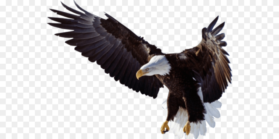 Eagle Feather, Animal, Bird, Flying, Bald Eagle Free Png Download