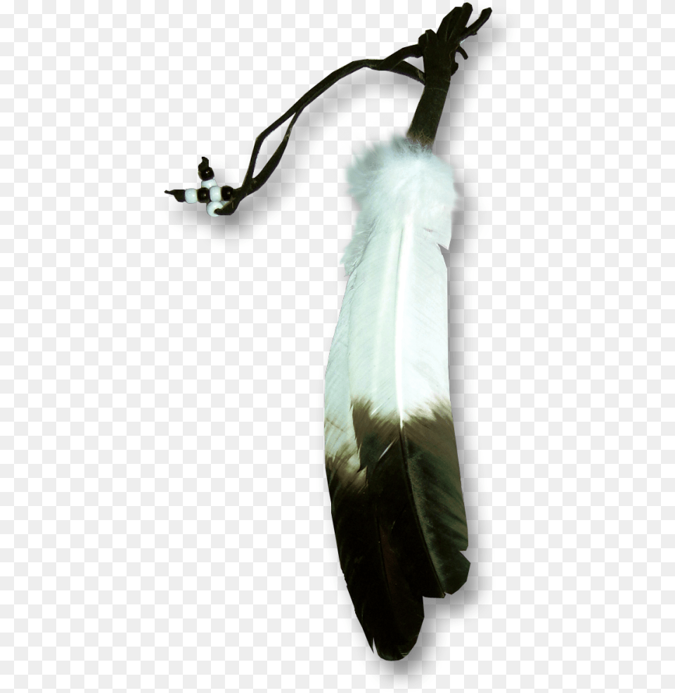 Eagle Feather, Animal, Beak, Bird, Person Free Png