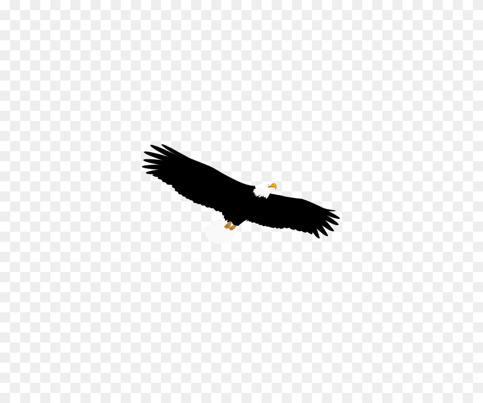 Eagle Feather Clip Art, Animal, Beak, Bird, Flying Png Image