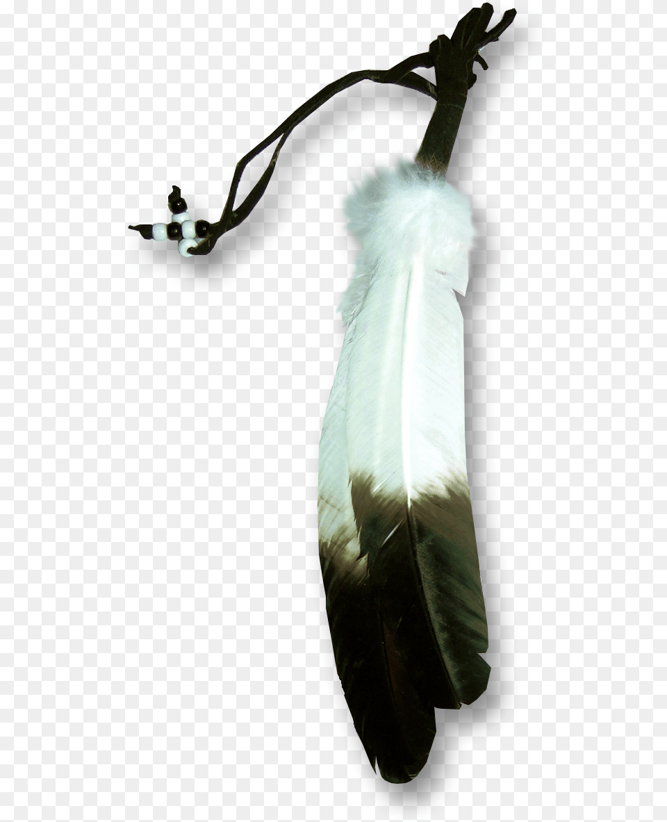 Eagle Feather Eagle Feather Transparent Background, Animal, Beak, Bird, Accessories Png