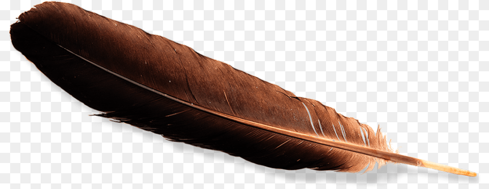 Eagle Feather Law Real Eagle Feather, Bottle Png Image