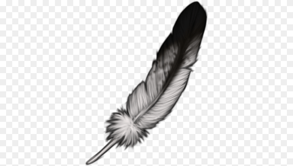 Eagle Feather Images Animal Product, Accessories, Fish, Sea Life, Shark Free Transparent Png