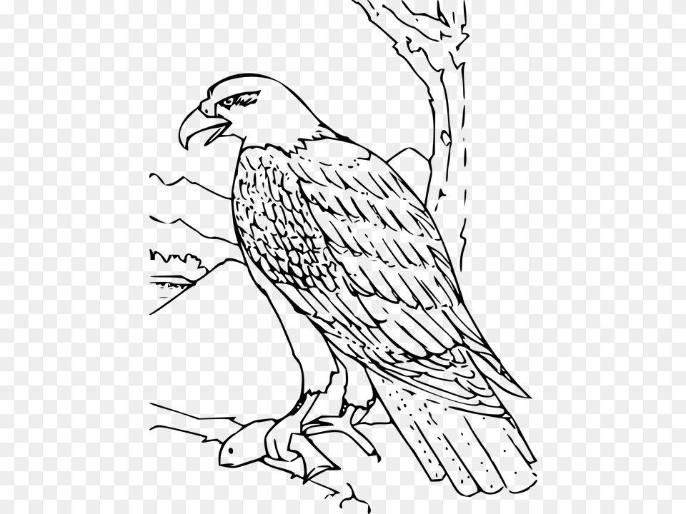 Eagle Feather Wing Wildlife Majestic America Hawk Clipart Black And White, Gray Free Png