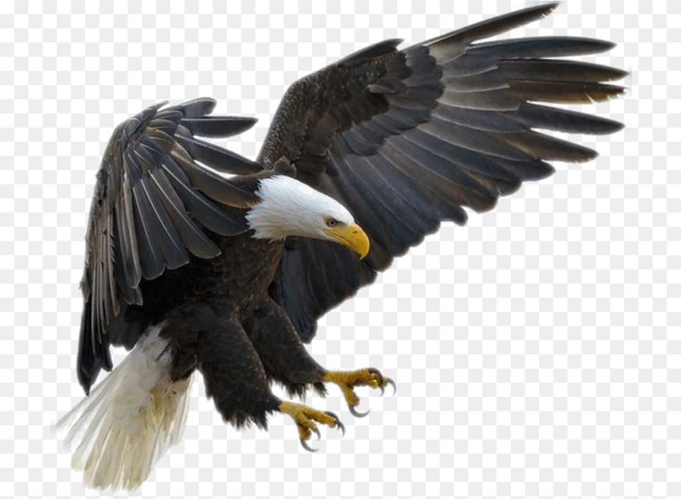 Eagle Fly Bald Eagle Transparent, Animal, Beak, Bird, Bald Eagle Png Image