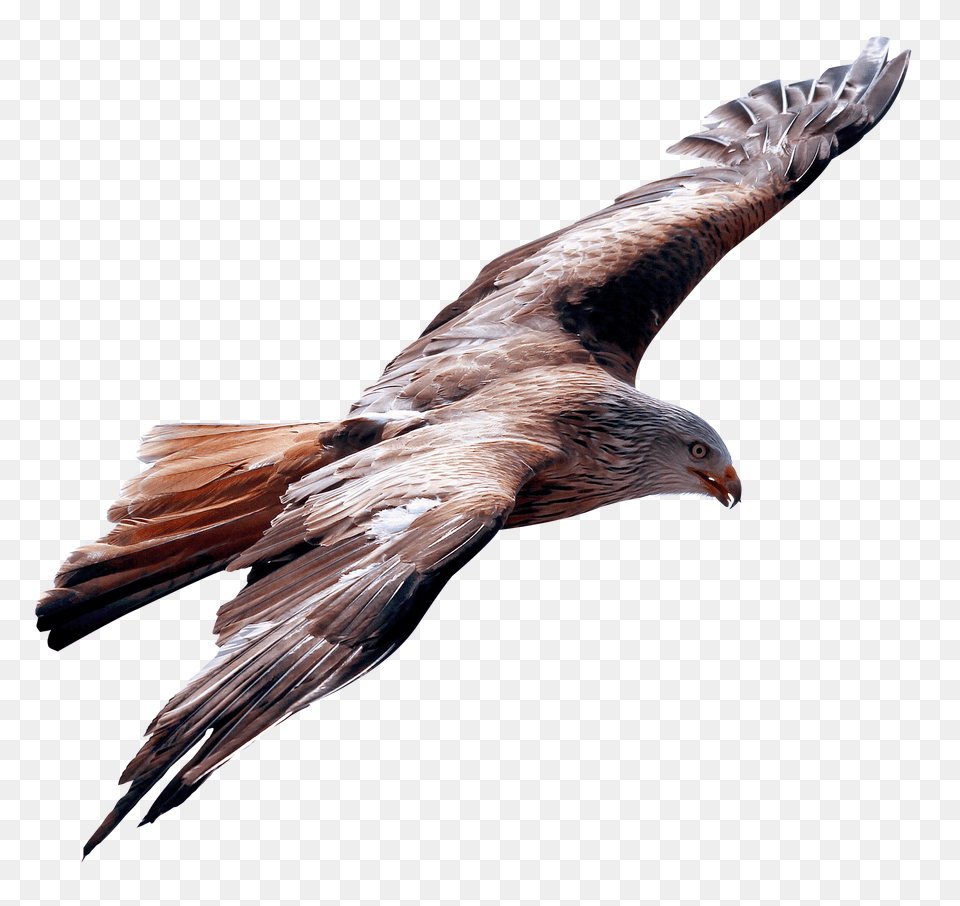 Eagle Fly Image Eagle Flying Bird, Animal, Kite Bird, Buzzard, Hawk Free Transparent Png
