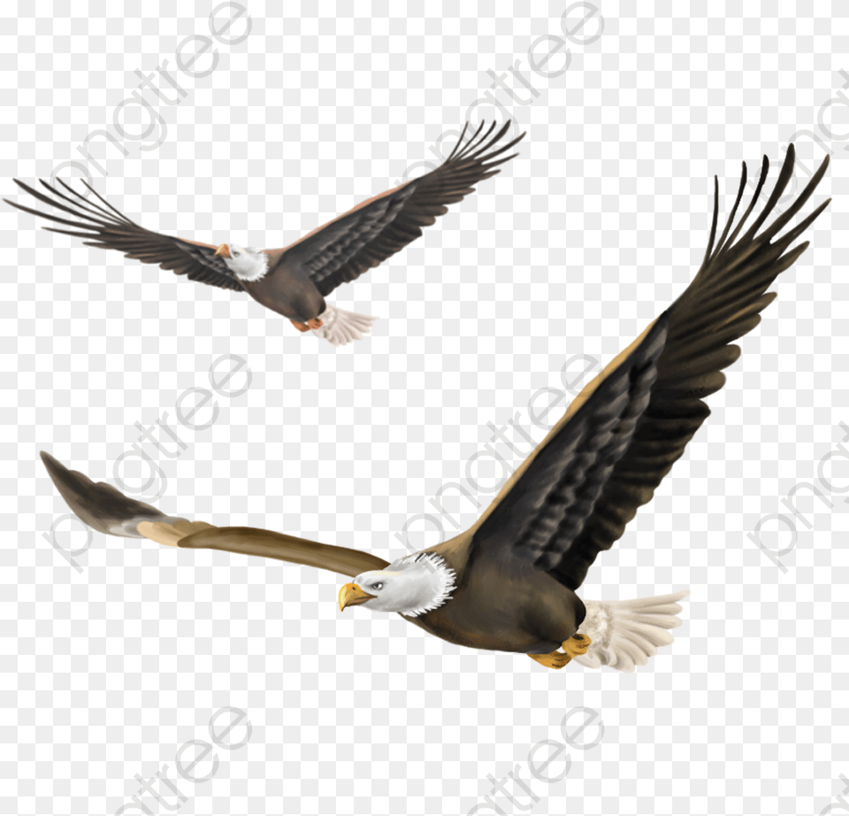 Eagle Flying Eagle Hawk Falcon Soar Transparent Hawk Bird Flying, Animal, Beak, Bald Eagle Png