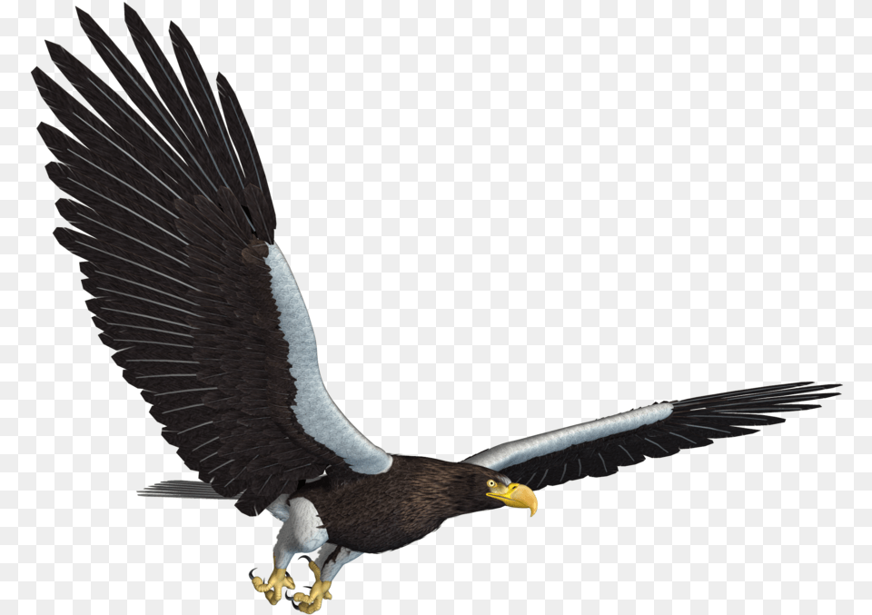 Eagle Flying Eagle Jpg, Animal, Bird, Beak, Vulture Png