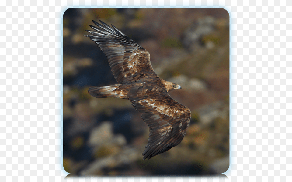 Eagle Flying Golden Eagle Flying Golden Eagle Orel Esk, Animal, Bird, Buzzard, Hawk Png Image