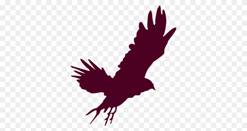 Eagle Flying Sequence, Animal, Bird, Vulture, Person Png