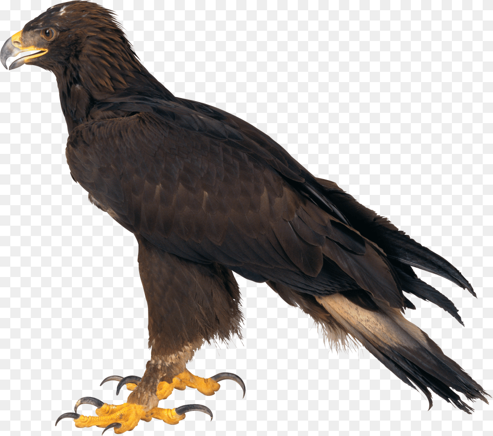 Eagle Free Download Sitting Eagle, Animal, Bird, Beak, Hawk Png
