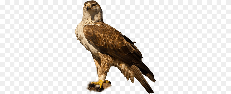 Eagle Golden Eagle, Animal, Beak, Bird, Kite Bird Free Png Download