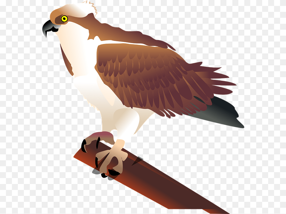 Eagle Hawk Bird Osprey Clip Art, Animal, Kite Bird, Beak, Vulture Png Image