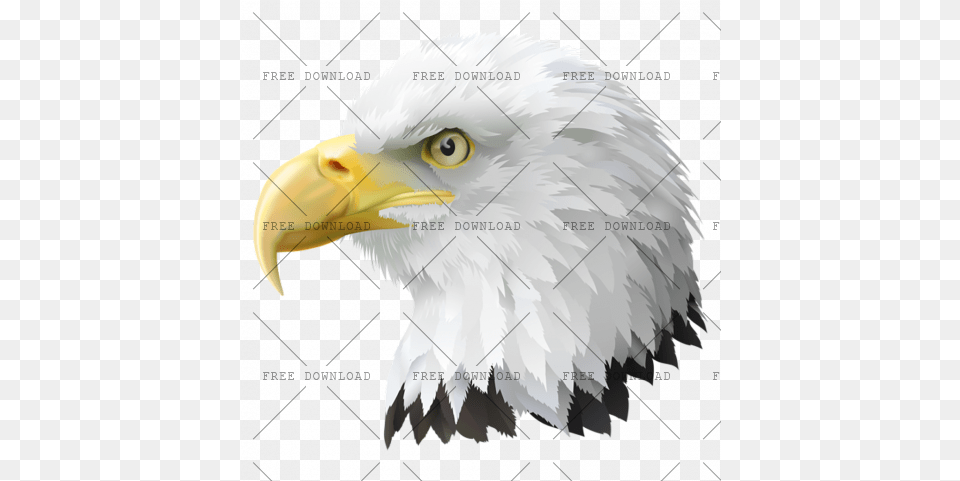 Eagle Hawk Kite Bird With Background Bald Eagle Clipart, Animal, Beak, Bald Eagle Png Image