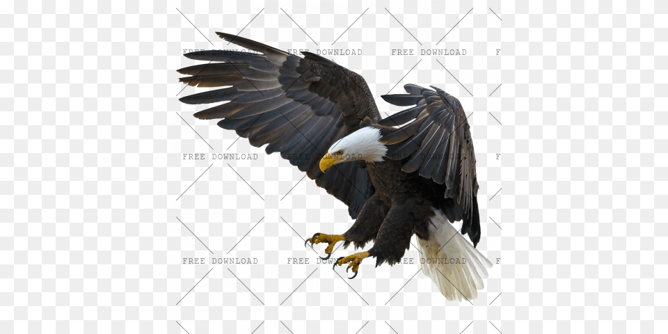 Eagle Hawk Kite Bird Image With Transparent Background, Animal, Bald Eagle, Beak, Flying Free Png