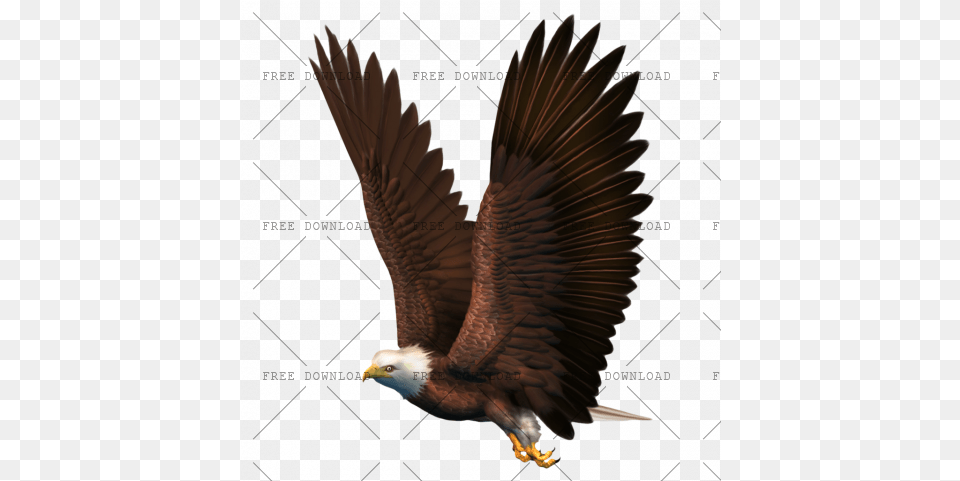 Eagle Hawk Kite Bird Image With Background Bald, Animal, Flying, Bald Eagle, Beak Free Transparent Png