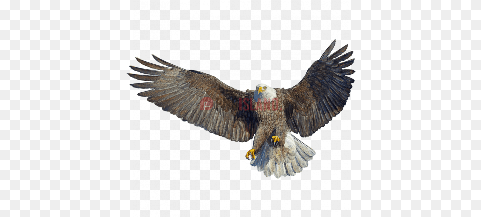 Eagle Hawk Kite Bird Image With Transparent Background Bald Eagle, Animal, Flying, Beak, Bald Eagle Free Png