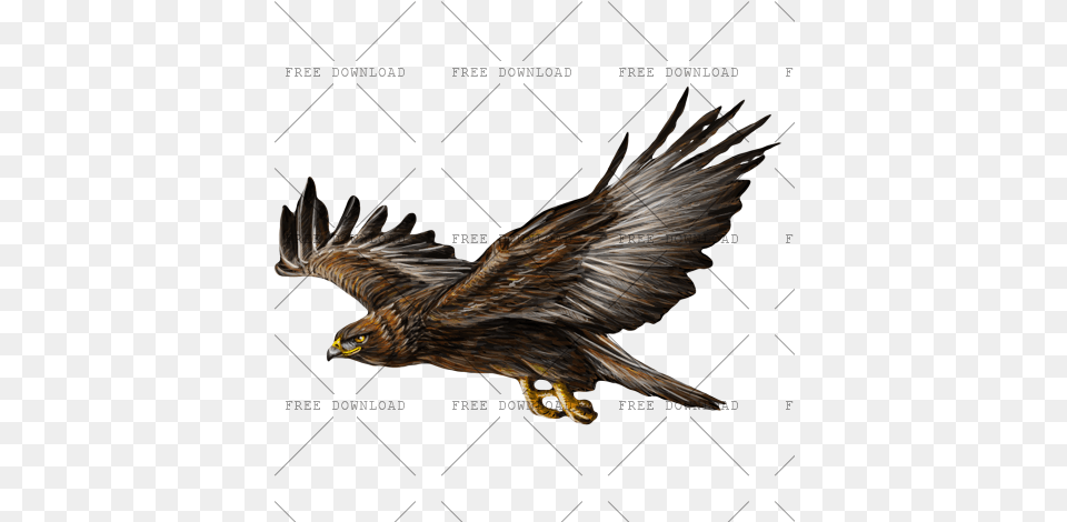 Eagle Hawk Kite Bird Image With Background Logo, Animal, Vulture, Kite Bird, Buzzard Free Transparent Png