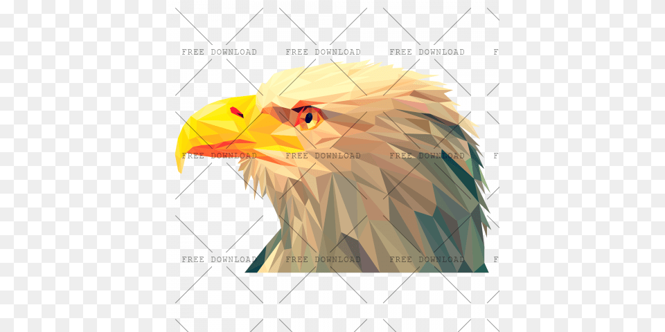 Eagle Hawk Kite Bird Image With Background Vulture, Animal, Beak, Person, Bald Eagle Free Transparent Png