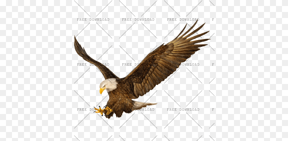 Eagle Hawk Kite Bird With Transparent Background, Animal, Flying, Beak, Bald Eagle Free Png Download
