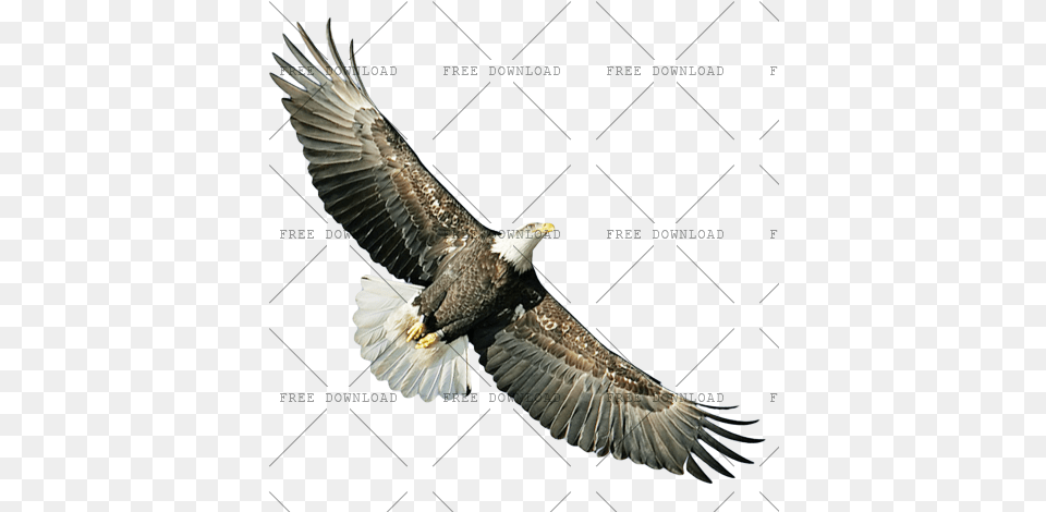 Eagle Hawk Kite Bird With Transparent Background Birds, Animal, Bald Eagle, Flying Free Png Download