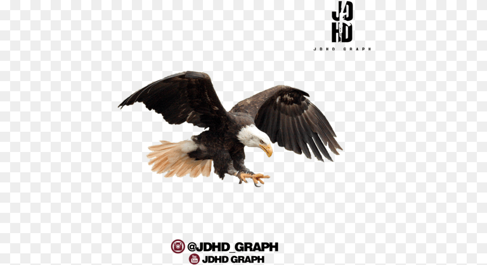 Eagle Hd For Photo Editing, Animal, Bird, Bald Eagle, Beak Png