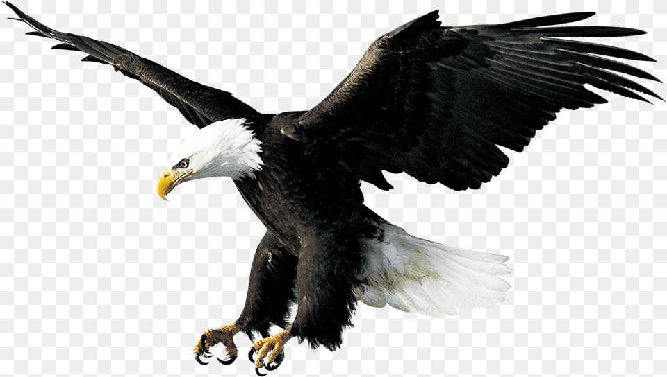 Eagle Hd Transparent Background Eagle Landing White Background, Animal, Bird, Beak, Bald Eagle Png Image