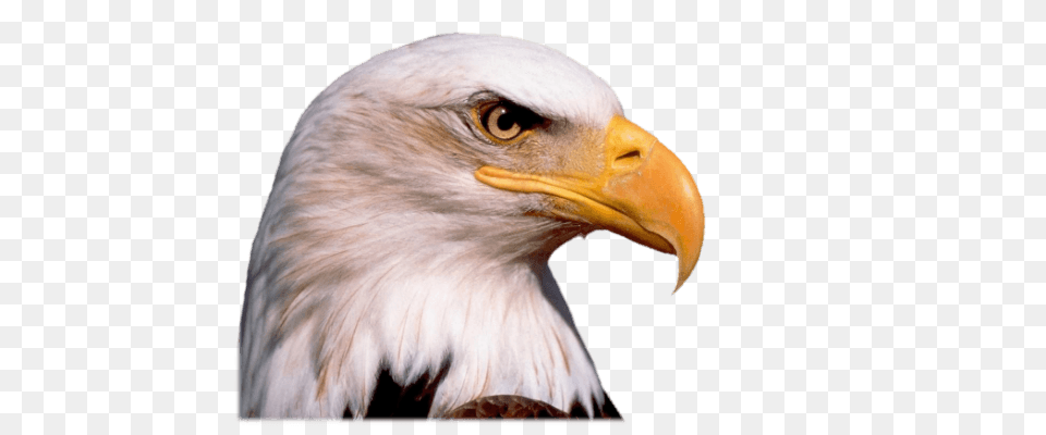 Eagle Head, Animal, Beak, Bird, Bald Eagle Free Png Download