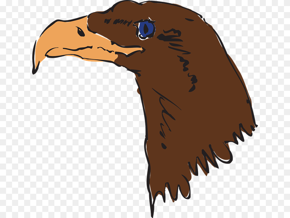 Eagle Head Brown Bird Beak Feathers Predator Gambar Wajah Burung Gagak Kartun, Animal, Person Free Png Download