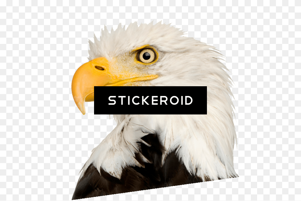 Eagle Head Clipart, Animal, Beak, Bird, Bald Eagle Png