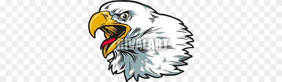Eagle Head Clipart, Animal, Beak, Bird, Person Free Png Download