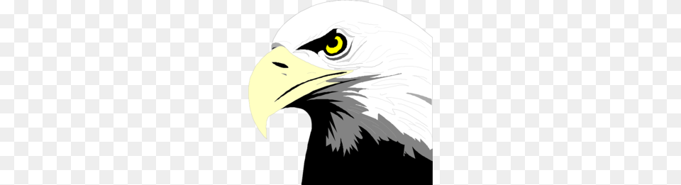 Eagle Head Clipart, Animal, Beak, Bird, Bald Eagle Free Transparent Png