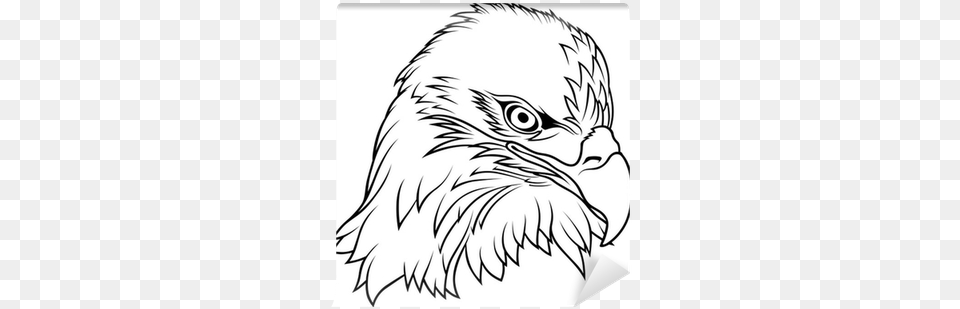 Eagle Head Drawing, Animal, Bird, Person, Bald Eagle Png Image