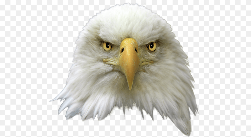 Eagle Head Image Arts American Eagle Head, Animal, Beak, Bird, Bald Eagle Free Transparent Png