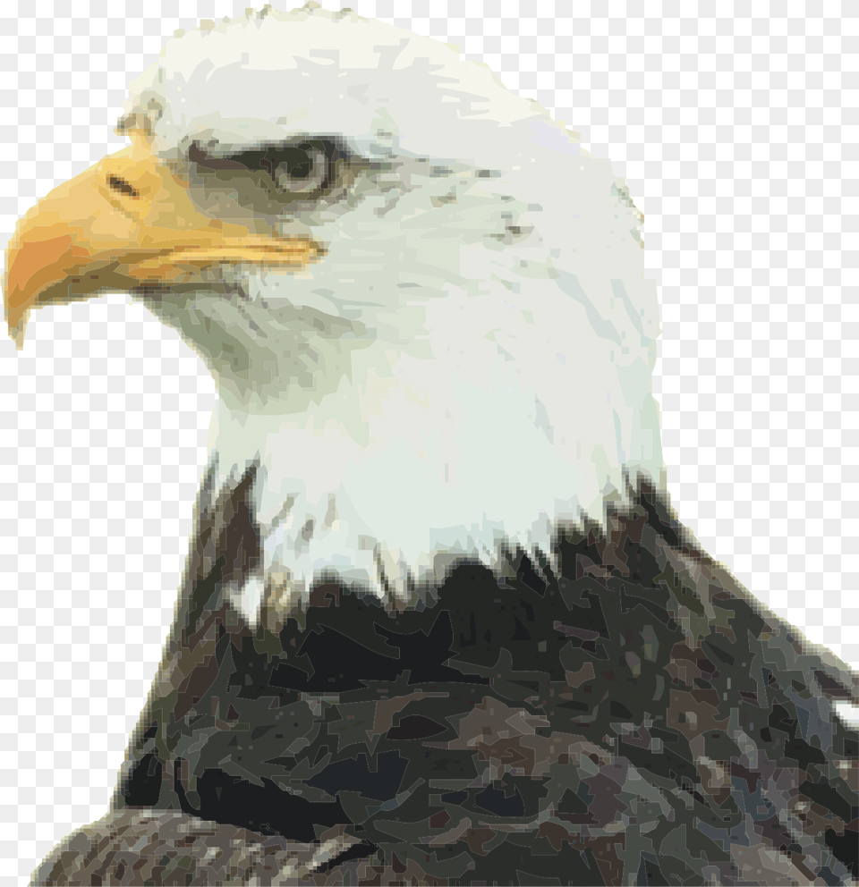 Eagle Head Image Welcome As New American Citizen, Animal, Beak, Bird, Person Free Transparent Png