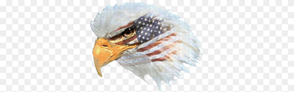 Eagle Head W Flag 02 B Don39t Ever Take Away My Freedom, Animal, Beak, Bird Png