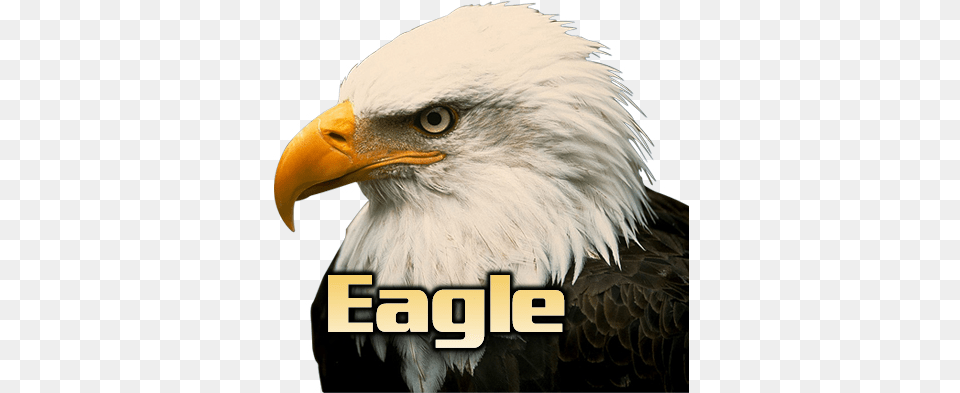 Eagle Head White Background, Animal, Beak, Bird, Bald Eagle Free Png