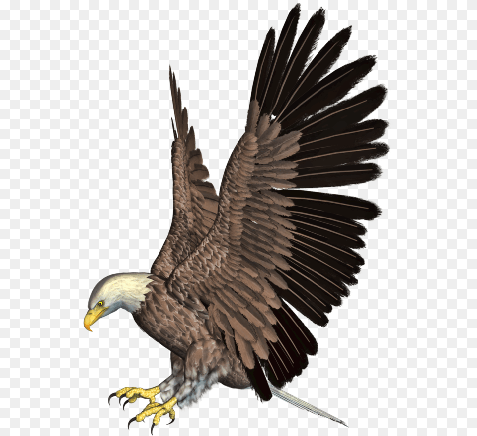 Eagle Image, Animal, Bird, Vulture Free Transparent Png