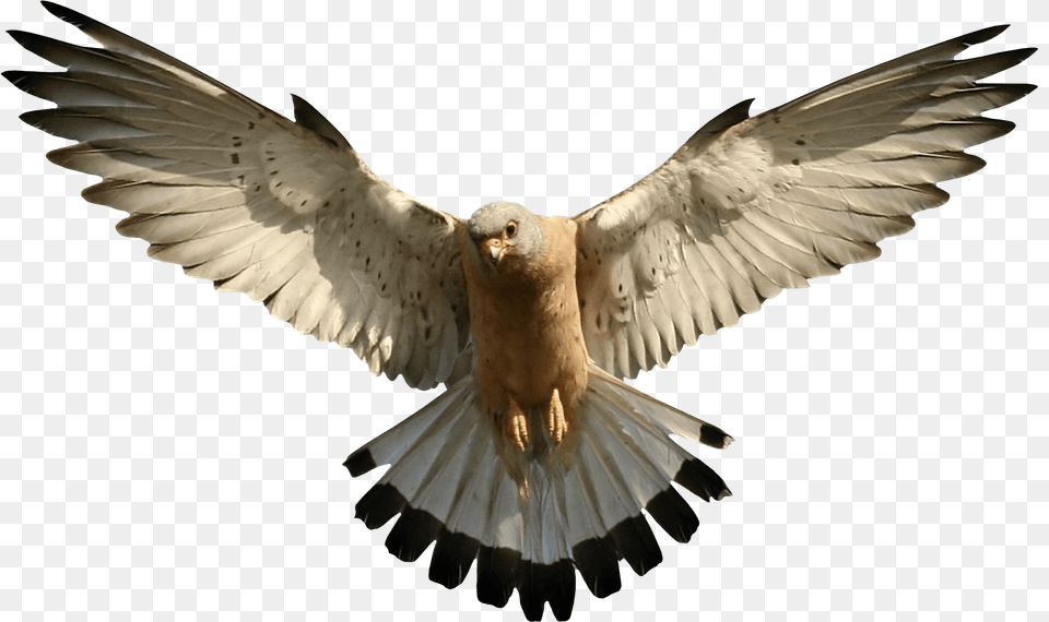 Eagle Image Download Image Falcon Transparent, Animal, Bird, Flying, Pigeon Free Png
