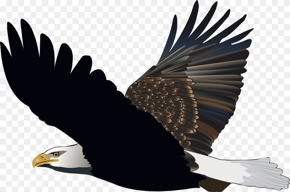 Eagle In Flight Clipart, Animal, Bird, Bald Eagle, Person Free Png Download