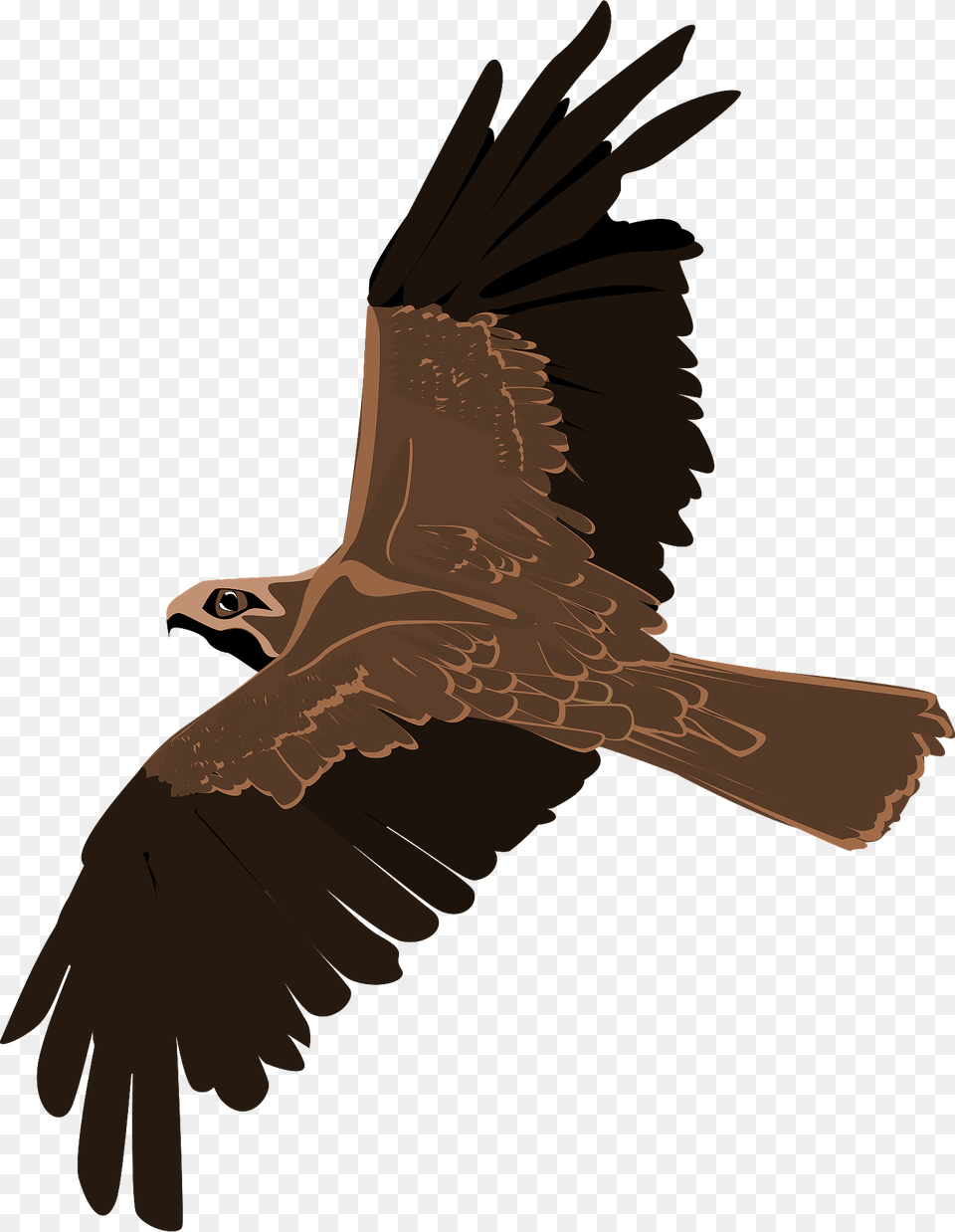 Eagle In Flight Clipart, Animal, Bird, Flying, Kite Bird Free Png Download