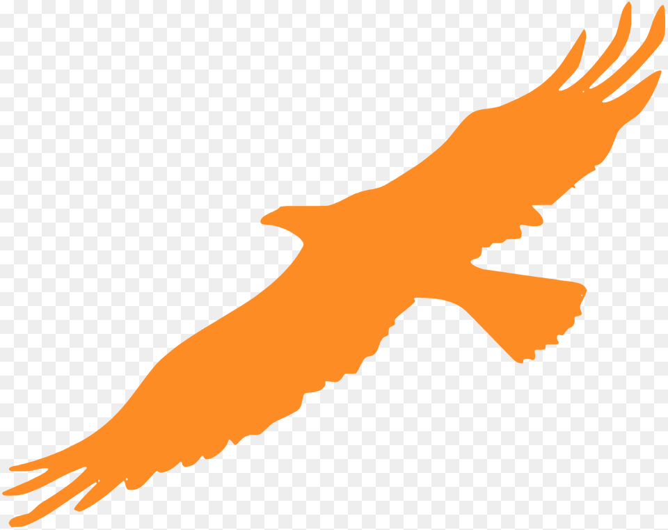 Eagle In Flight Silhouette, Animal, Bird, Kite Bird, Vulture Png