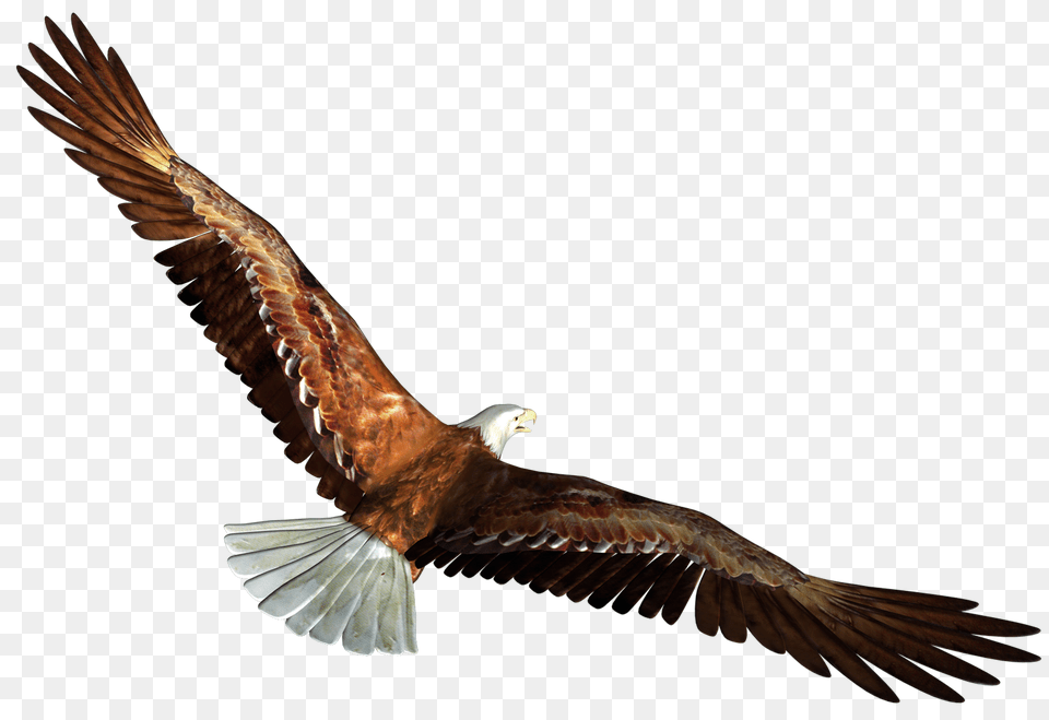 Eagle In Flight Transparent, Animal, Bird, Flying, Vulture Free Png Download