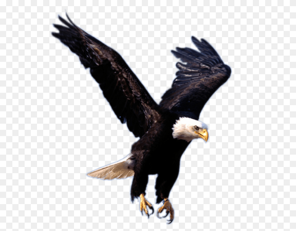 Eagle Landing, Animal, Bird, Bald Eagle, Beak Free Png