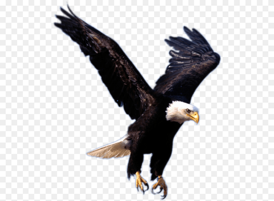 Eagle Landing Flying Eagle, Animal, Bird, Beak, Bald Eagle Free Png