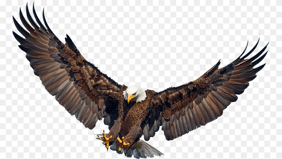Eagle Landing Wings Spread Golden Eagle Wings Spread, Animal, Bird, Bald Eagle, Flying Free Transparent Png