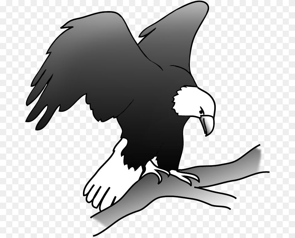 Eagle On A Branch In A Tree Eagle On Branch Drawing, Animal, Bird, Beak, Fish Free Png Download