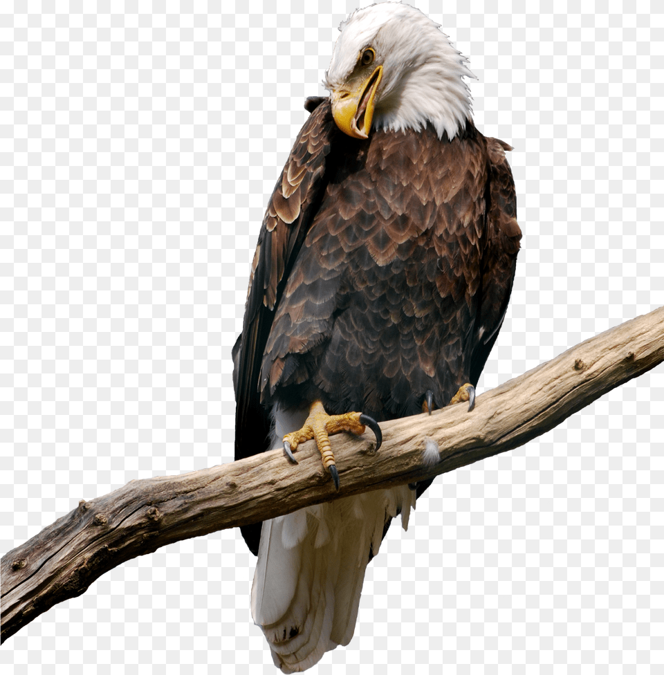 Eagle On Branch, Animal, Bird, Bald Eagle, Beak Free Png