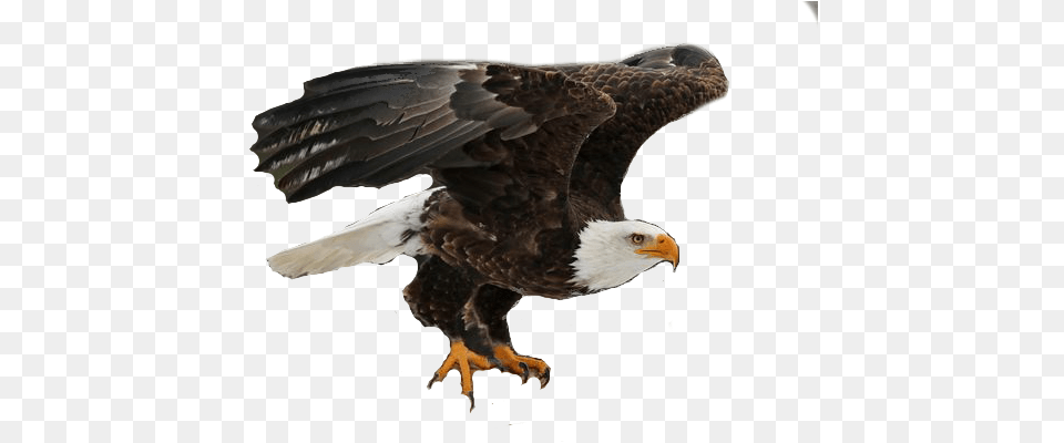 Eagle On Hand, Animal, Beak, Bird, Bald Eagle Png Image